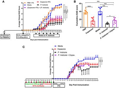 Prevotella histicola, A Human Gut Commensal, Is as Potent as COPAXONE® in an Animal Model of Multiple Sclerosis